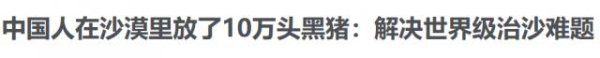 A策略 中国人靠着10万头黑猪，把沙壁整顿成了粮仓？